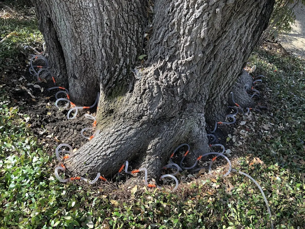 Detailed Tree Cabling and Bracing job site in Mount Holly