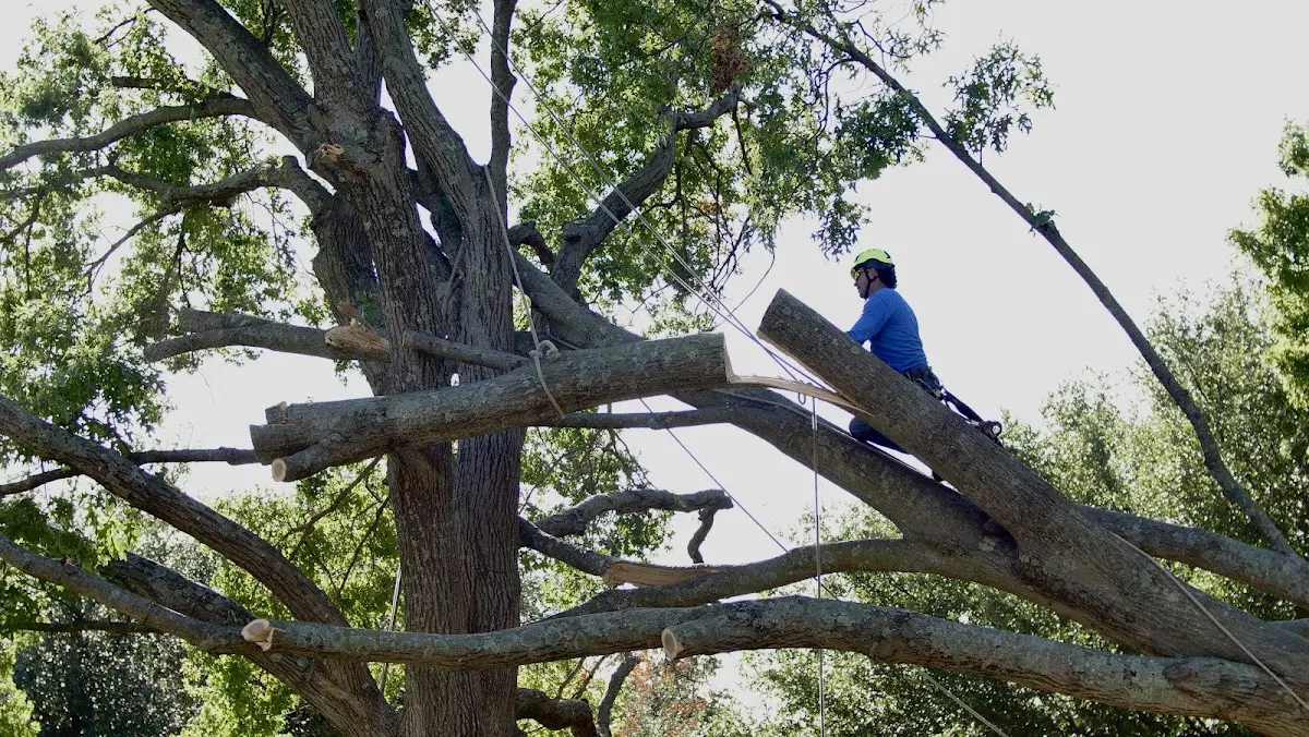 Professional Crown Thinning performed by certified arborists in Mount Holly